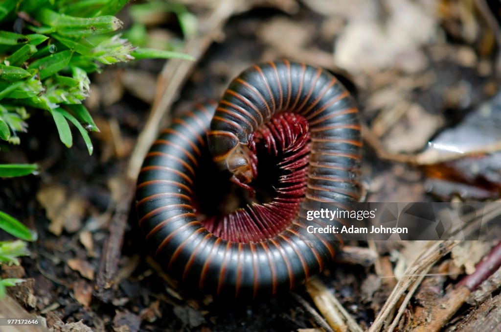 Millipede