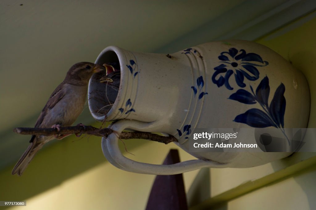 Feeding Time