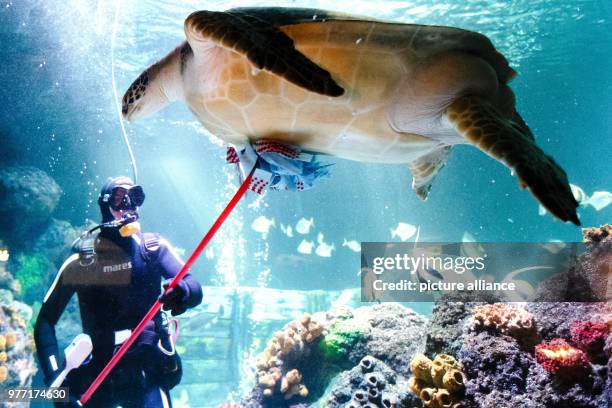 May 2018, Germany, Timmendorfer Strand: The diver Oliver Volz cleans the green sea turtle Speedy at the SeaLife aquarium. Photo: Frank Molter/dpa