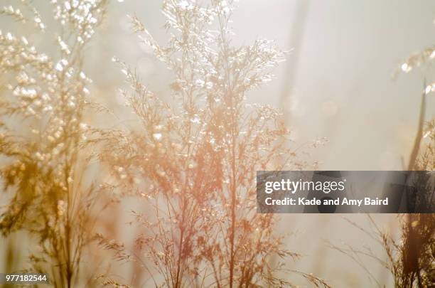 pond grasses in sun - amy freeze bildbanksfoton och bilder