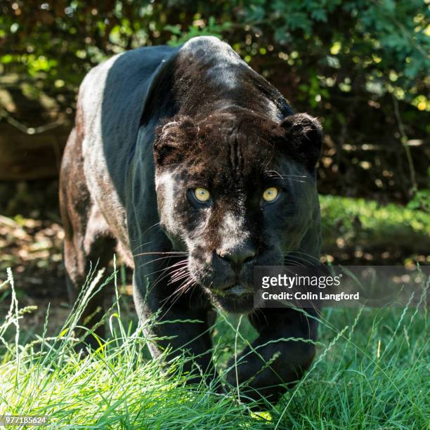 black jaguar - black leopard stock-fotos und bilder