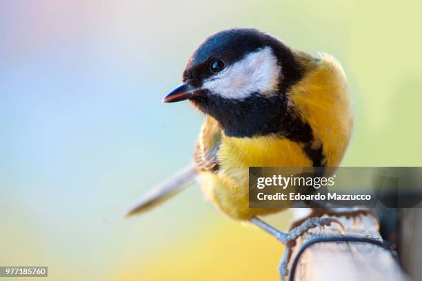 great tit (parus major) perching on fence - kohlmeise stock-fotos und bilder