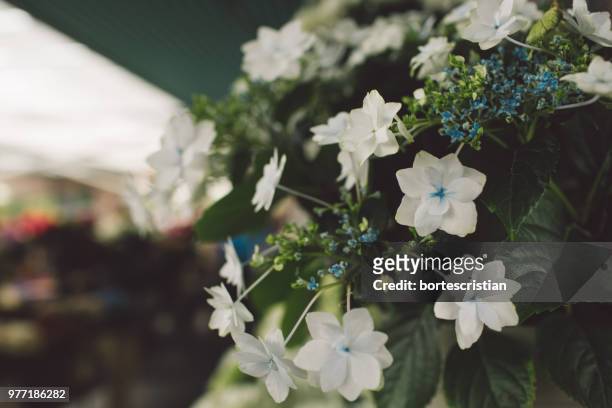close-up of white flowering plants - bortes photos et images de collection
