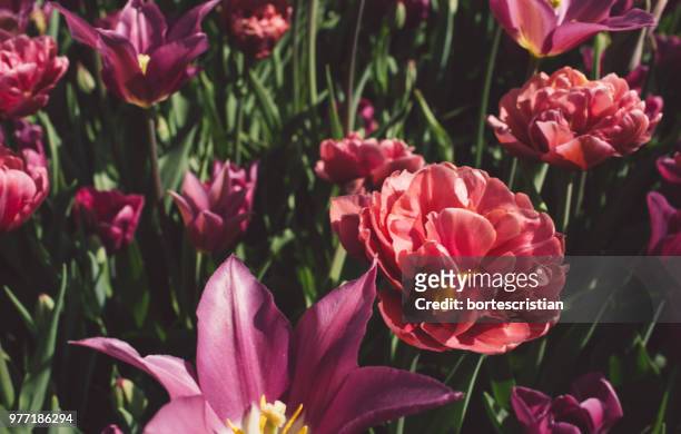 close-up of pink flowering plants in park - bortes stockfoto's en -beelden