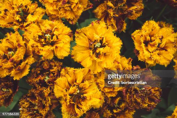 close-up of yellow flowering plants - bortes fotografías e imágenes de stock