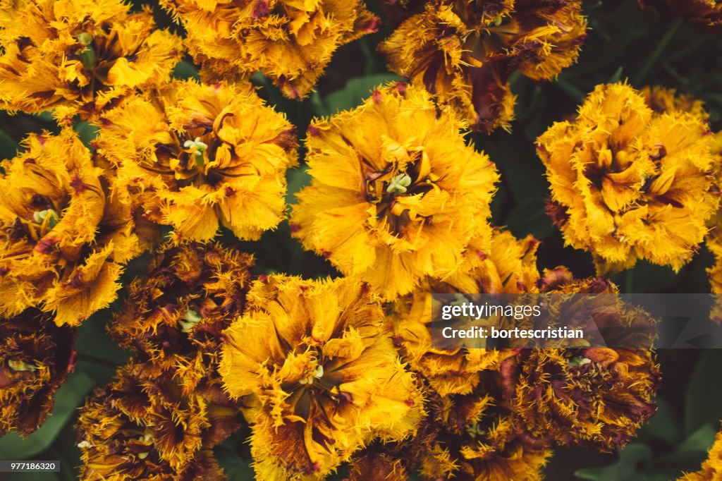 Close-Up Of Yellow Flowering Plants