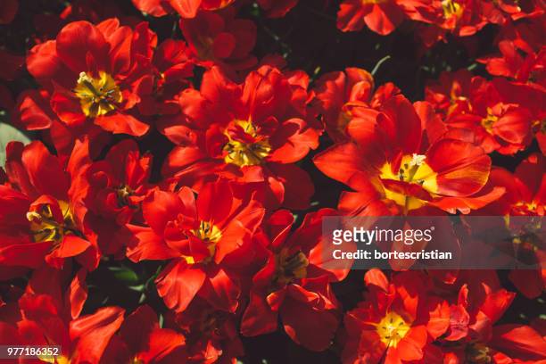 full frame shot of red flowering plants - bortes photos et images de collection