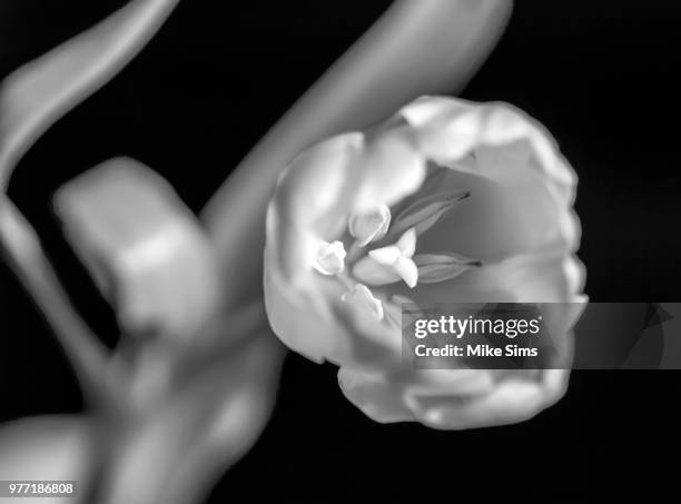 Mike Sims Collection 1,287 Mike Sims Stock Photos, High-Res Pictures, and Images - Getty Images