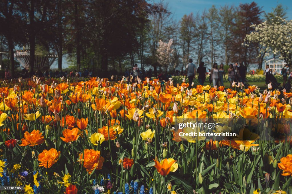 Close-Up Of Yellow Flowering Plants On Field