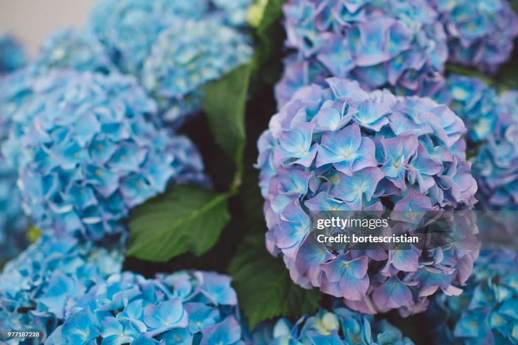 Close-Up Of Purple Flowering Plant