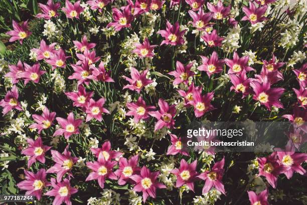 high angle view of pink flowering plants - bortes stockfoto's en -beelden
