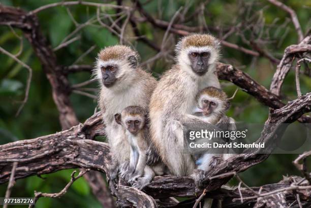vervet monkeys on branch, lake manyara, manyara region, tanzania - アルーシャ地区 ストックフォトと画像