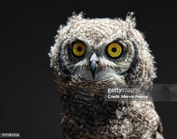 juvenile spotted eagle owl - spotted owl stock pictures, royalty-free photos & images