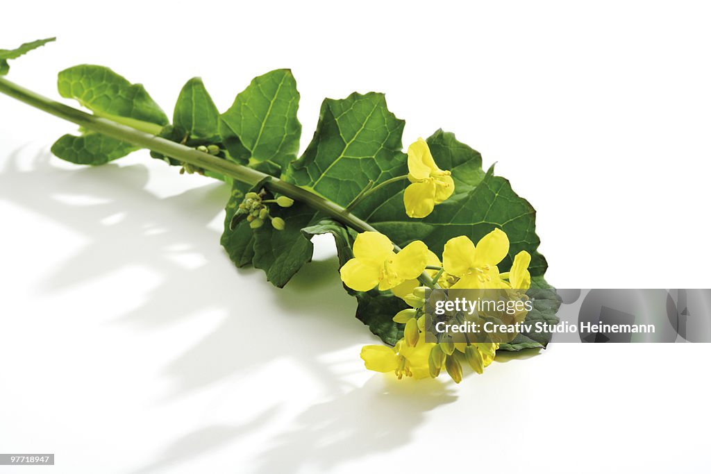 Rape bloom, (Brassica napus), close-up