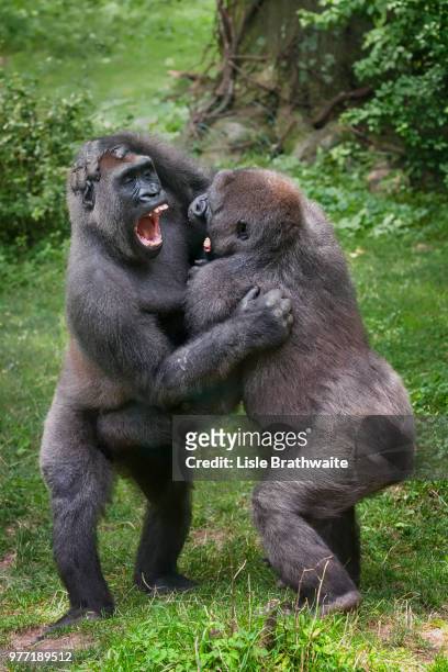 wrestling gorillas - angry monkey stock pictures, royalty-free photos & images