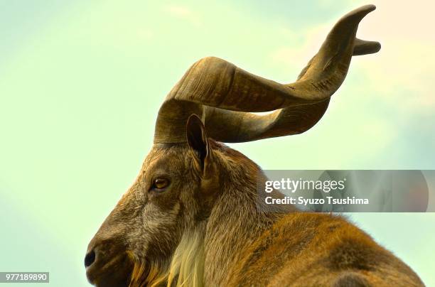 profile view of markhor - markhor 個照片及圖片檔