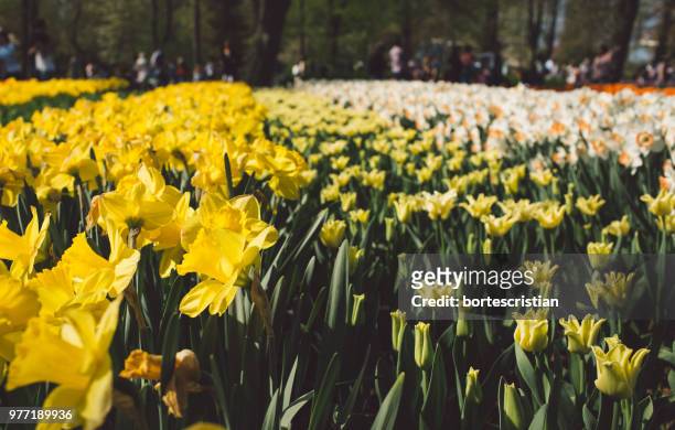 close-up of yellow daffodil flowers in field - bortes stock-fotos und bilder