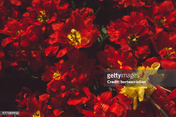 high angle view of red flowering plants - bortes photos et images de collection