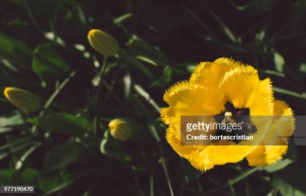close-up of yellow flowering plant - bortes stockfoto's en -beelden