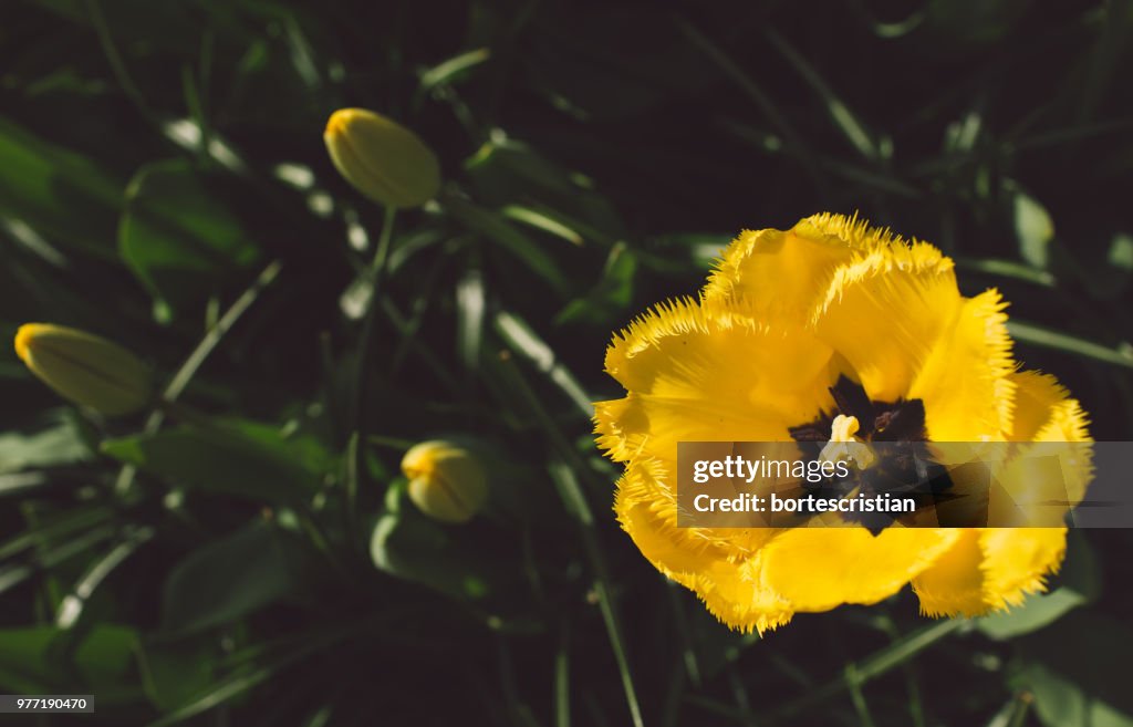 Close-Up Of Yellow Flowering Plant