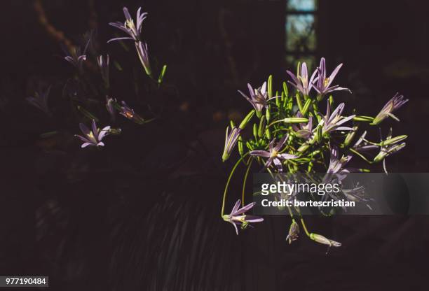 close-up of flowering plant - bortes photos et images de collection