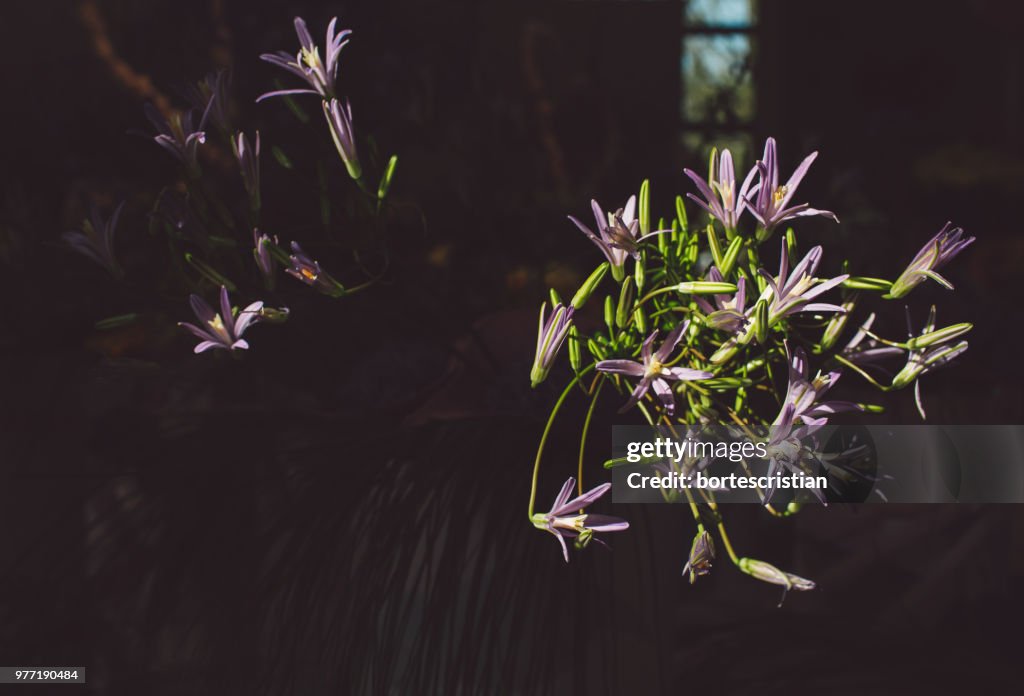 Close-Up Of Flowering Plant