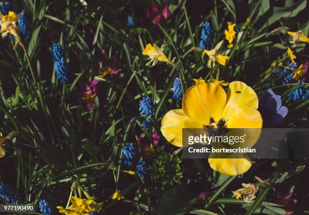 high angle view of yellow flowering plants on field - bortes fotografías e imágenes de stock