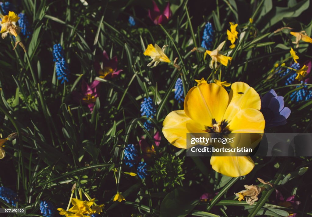 Visão de alto ângulo de plantas de floração amarela no campo