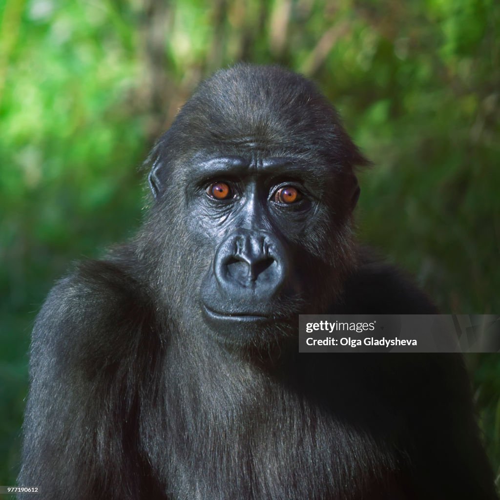 An eye to eye portrait of a young gorilla male