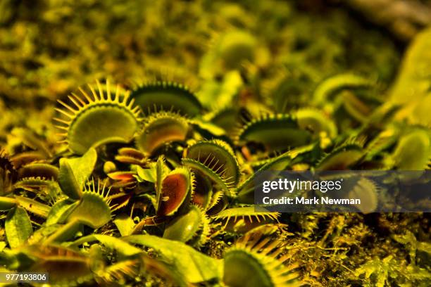 venus flytrap - venus flytrap stock pictures, royalty-free photos & images