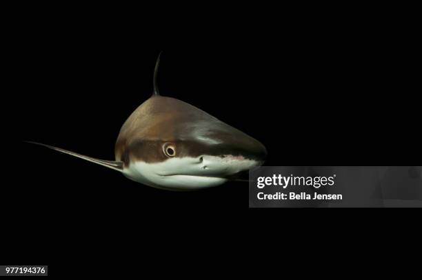 blacktip reef shark (carcharhinus melanopterus) on black background - blacktip reef shark stock-fotos und bilder