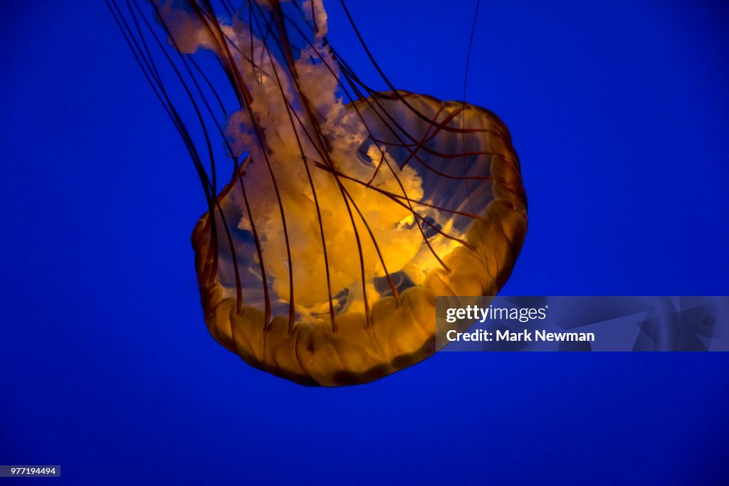 Sea Nettle