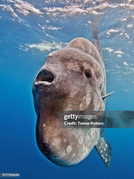Sunder Fish Sunfish Underwater Photos and Premium High Res Pictures - Getty Images