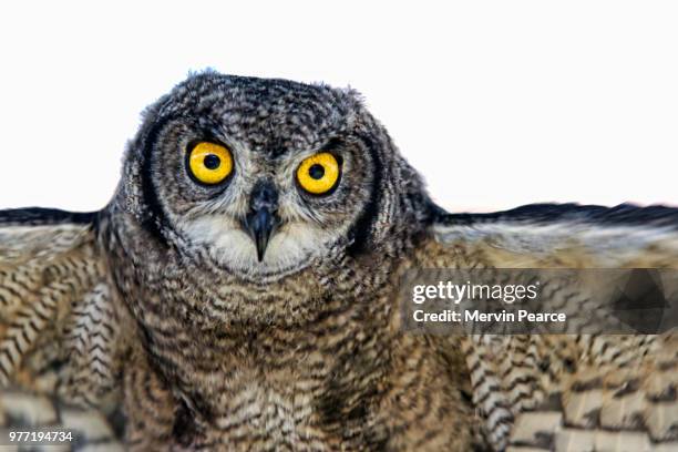 juvenile spotted eagle owl - flight attempt - spotted eagle owl stock pictures, royalty-free photos & images