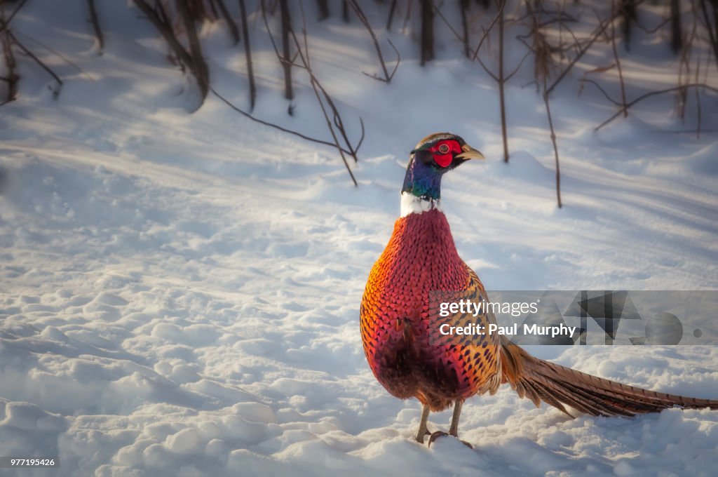 Ring-necked pheasant on snow, Owen Sound, Ontario, Canada