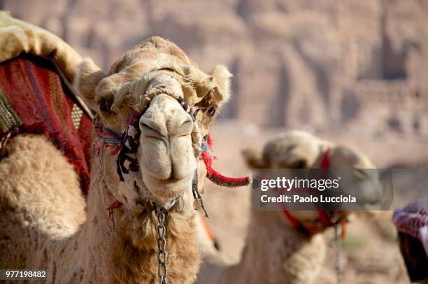 two camels, petra, jordan - dromedar stock-fotos und bilder