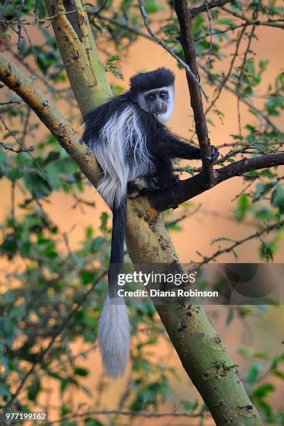 colobus monkey, kenya, east africa - black and white colobus stock pictures, royalty-free photos & images