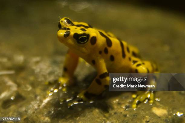 panamanian golden frog - golden frog stock pictures, royalty-free photos & images