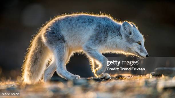 articfox - arctic fox cub stock pictures, royalty-free photos & images