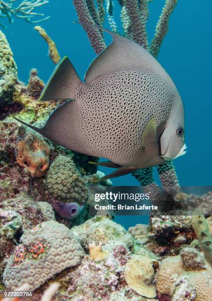 gray angelfish (pomacanthus arcuatus), hammerhead gulch - gray angelfish stockfoto's en -beelden