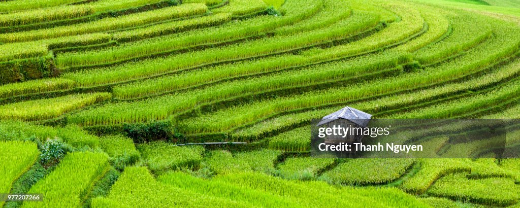 Hut on rice paddies, Yen Bai Province, Vietnam