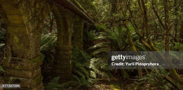 somewhere in tasmanian forest... - moss stock pictures, royalty-free photos & images