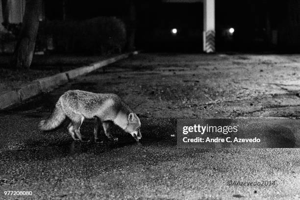 fox drinking... - andre fox imagens e fotografias de stock