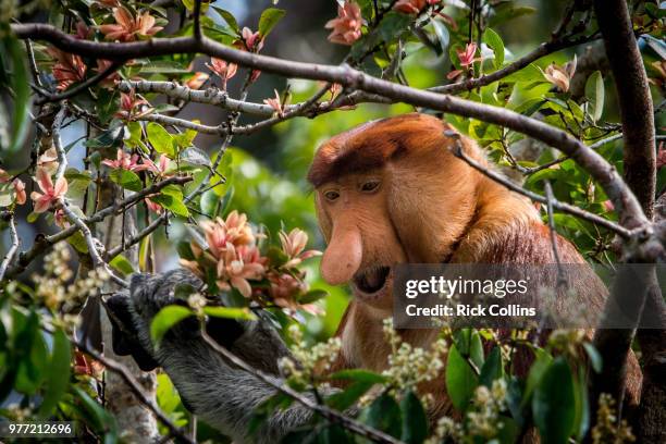 who nose? - proboscis monkey stock pictures, royalty-free photos & images