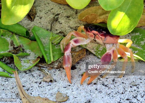 land crab - puerto ayora stock pictures, royalty-free photos & images