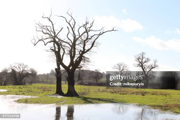 124 Treescape Stock Photos, High-Res Pictures, and Images - Getty Images