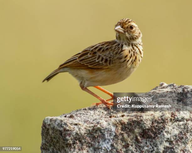 portrait of oriental skylark, tamilnadu, india - oriental skylark stock pictures, royalty-free photos & images