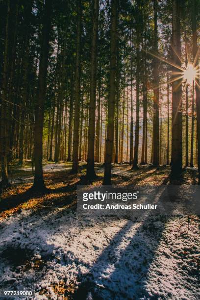 snow in autumn - schnuller stock pictures, royalty-free photos & images