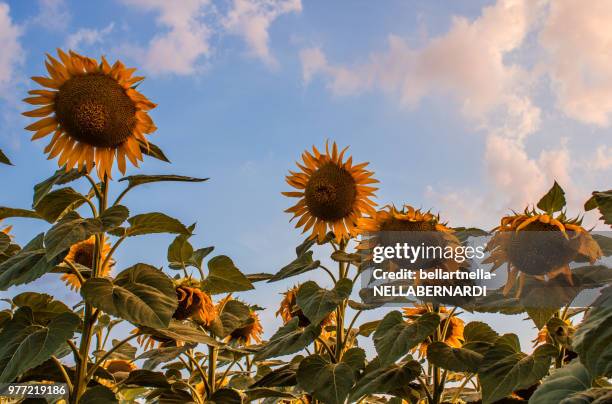 girasoli al tramo - girasoli stock-fotos und bilder