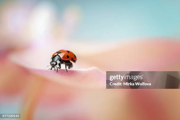 lady - ladybug stock-fotos und bilder
